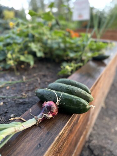 Image of freshly harvested cucumbers and onion